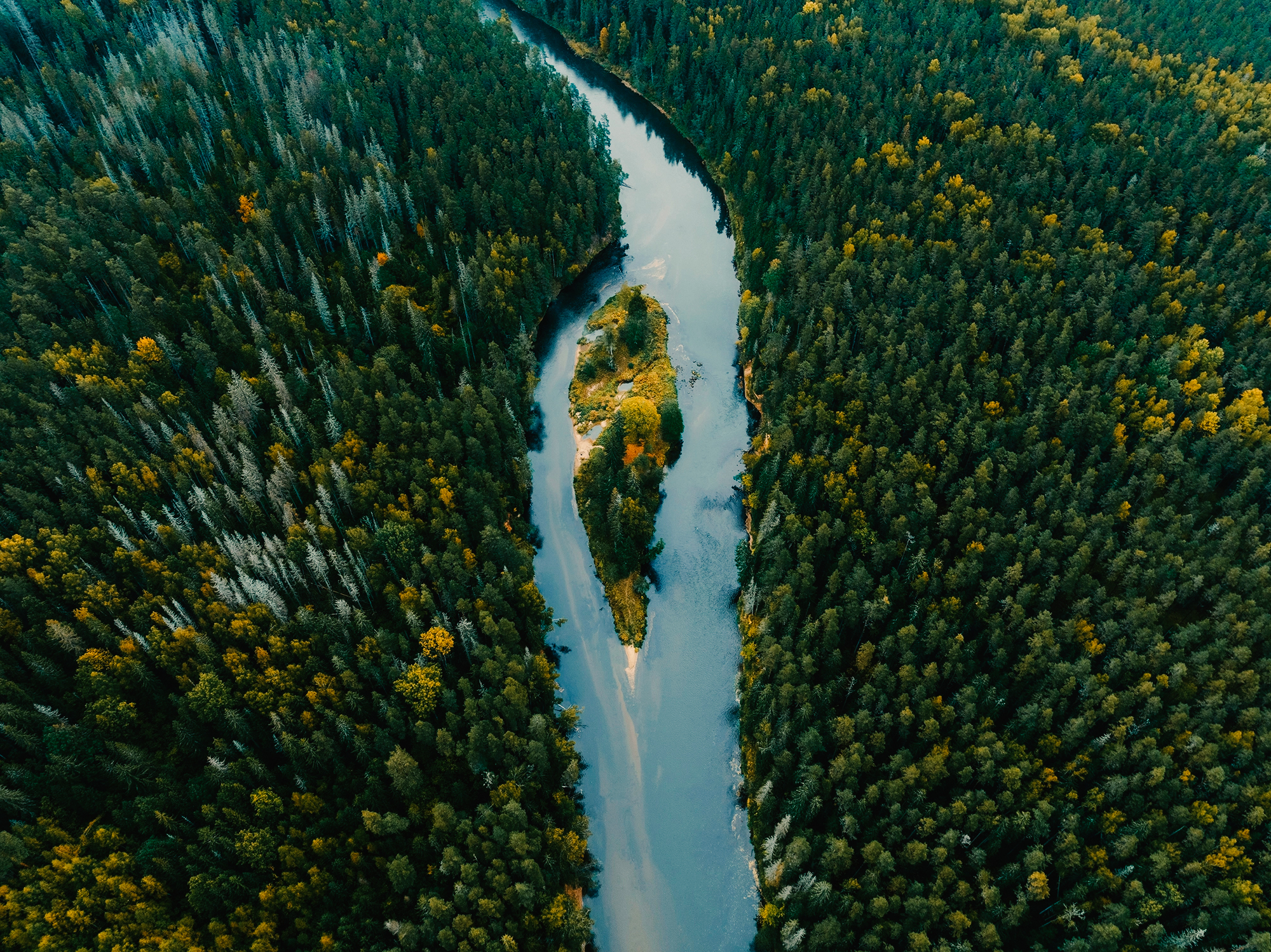Flyfoto av en elv med en liten øy som renner gjennom en tett skog med høstfarger